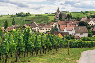 A Journey Through Burgundy